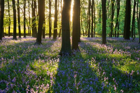 Bluebell wood in spring near Stow-on-the-Wold, Cotswolds, Gloucestershire, England.