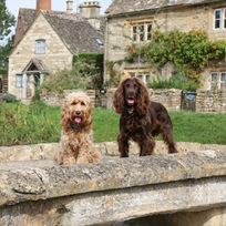 Two dogs on Cotswolds bridge