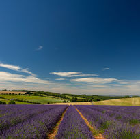 Lavender field under a vibrant blue sky