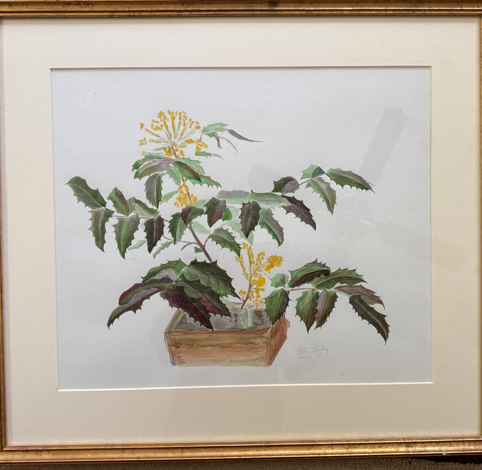 Mahonia
Year: 1989
Media: Watercolor on paper
Dimensions: 19" x 14"