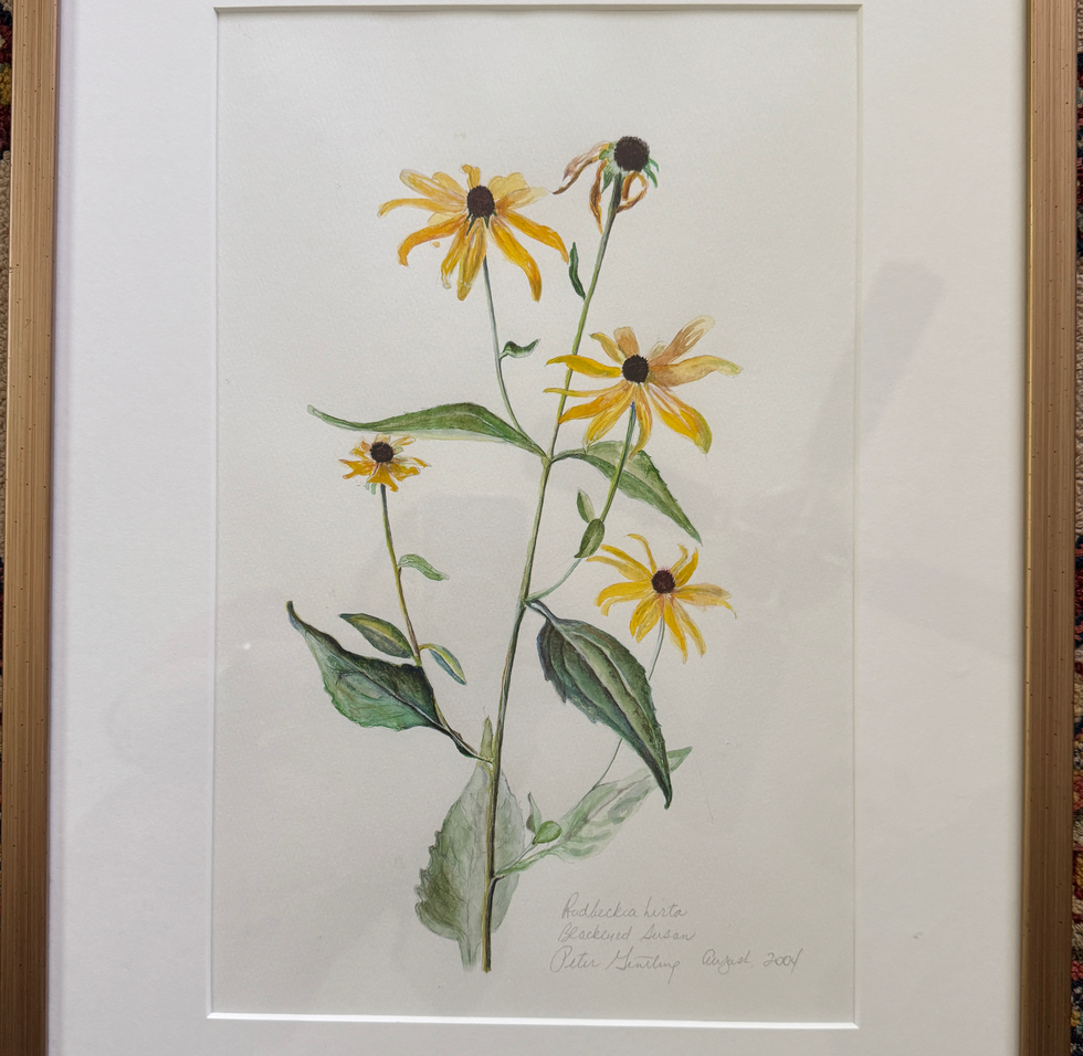 Rudbeckis
Year: 2004
Media: Watercolor on paper
Dimensions: 19" x 14"