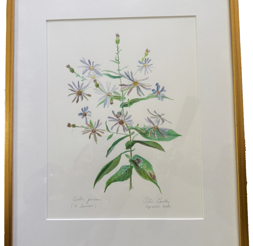 Aster lucidus
Year: 2003
Media: Watercolor on paper
Dimensions: 15" x 13"