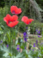 French Broad River Garden Club