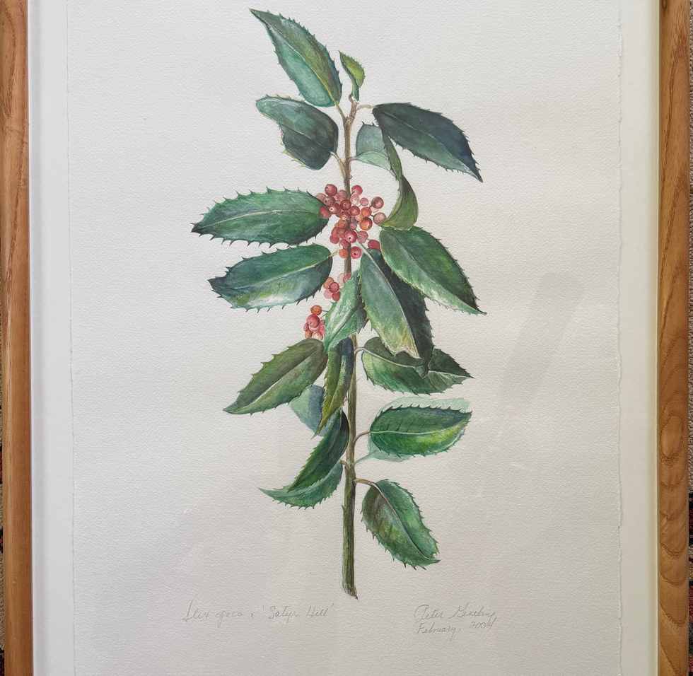 Satyr Hill, Ilex apaca
Year: 2004
Media: Watercolor on paper
Dimensions: 26" x 18.5"