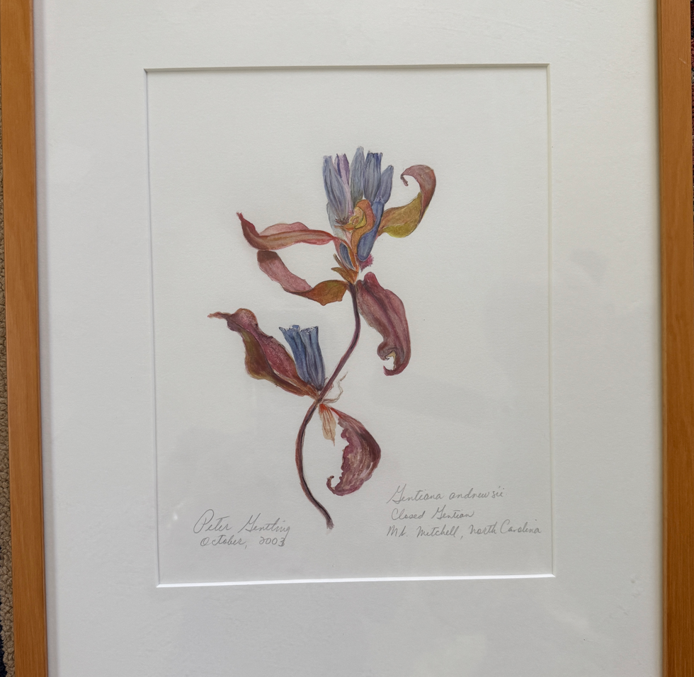 Gentiana andrew
Year: 2003
Media: watercolor on paper
Dimensions: 15.5" x 13"