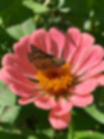 French Broad River Garden Club
