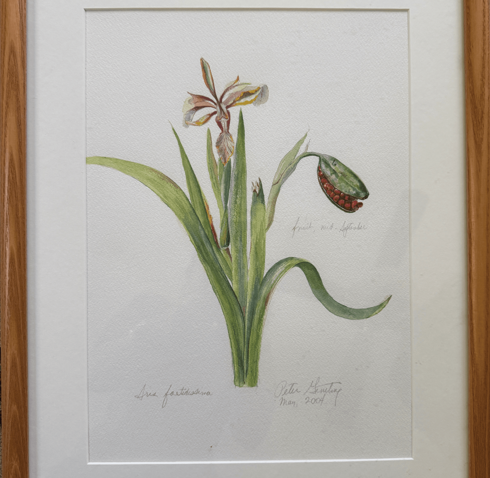 Iris foetidissina
Year: 2004
Media: Watercolor on paper
Dimensions: 19" x 14.5"