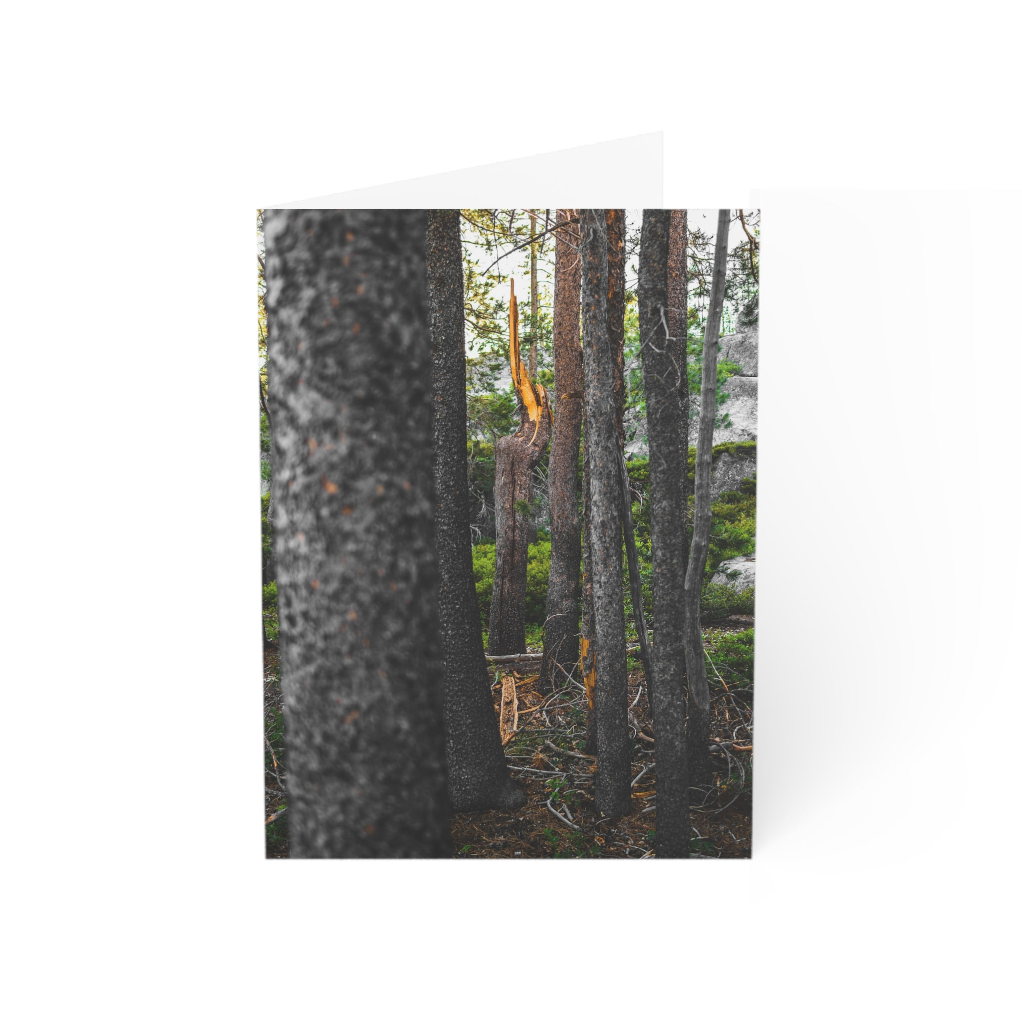 Stationery: SPIKE