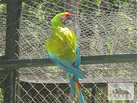 Guacamaya Verde