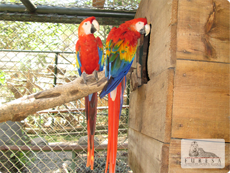 Guacamaya Roja