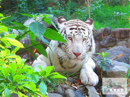 Tigre Vengala