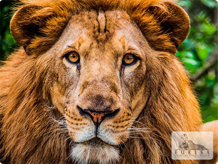 Leon Africano