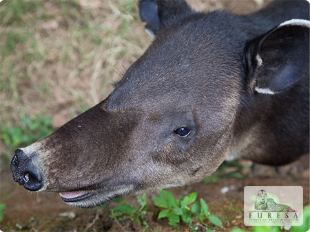 Tapir