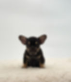 Annie black and tan frenchie puppy for sale from a family breeder in Ohio