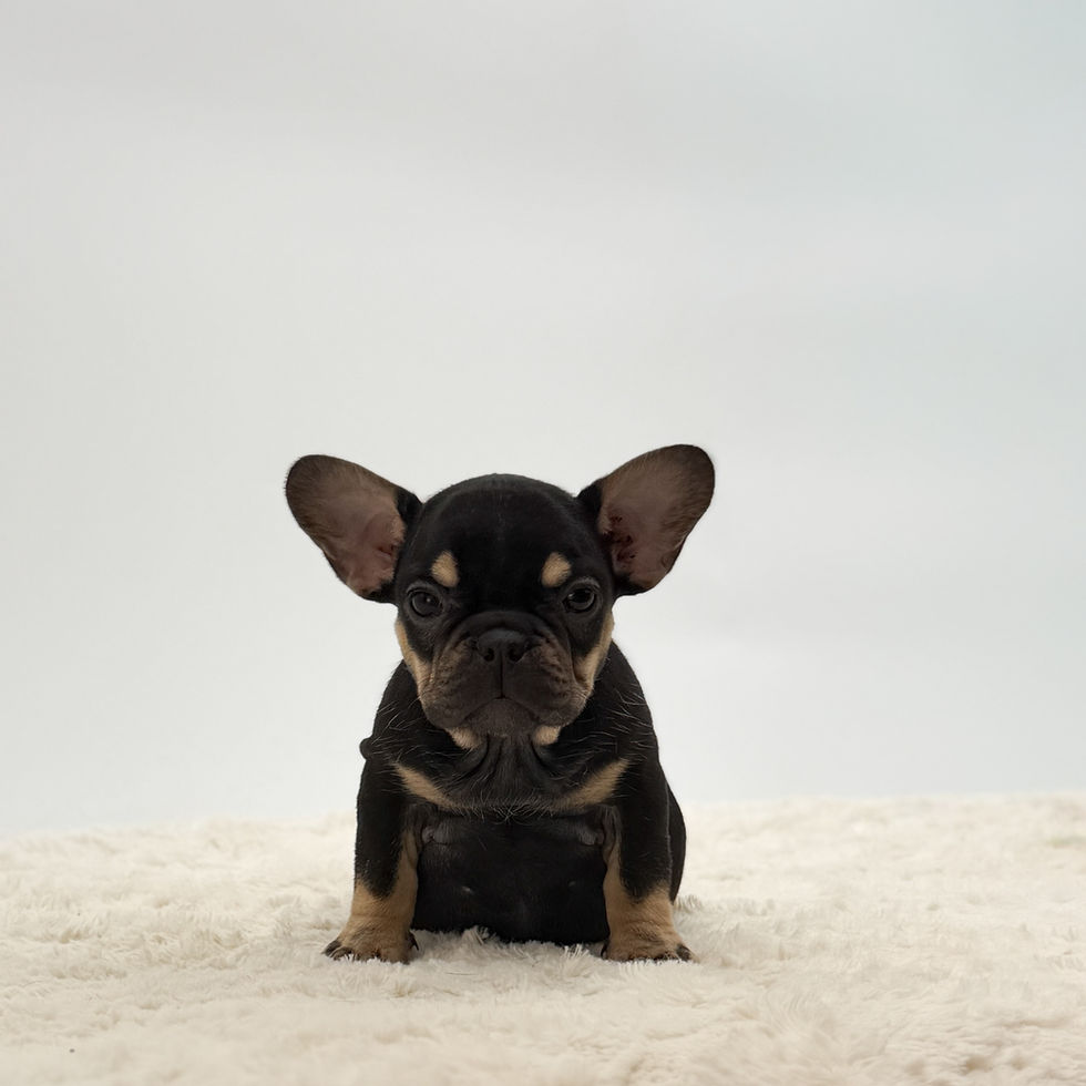 Annie black and tan frenchie puppy for sale from a family breeder in Ohio