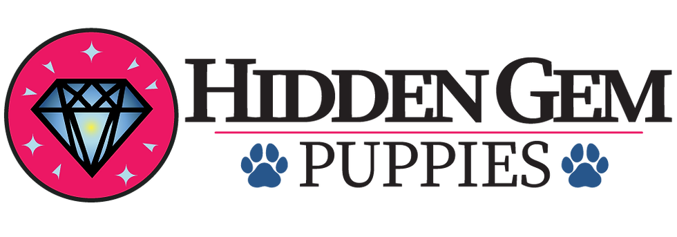 Hidden Gem Puppies, Maltipoo breeders in Pennsylvania