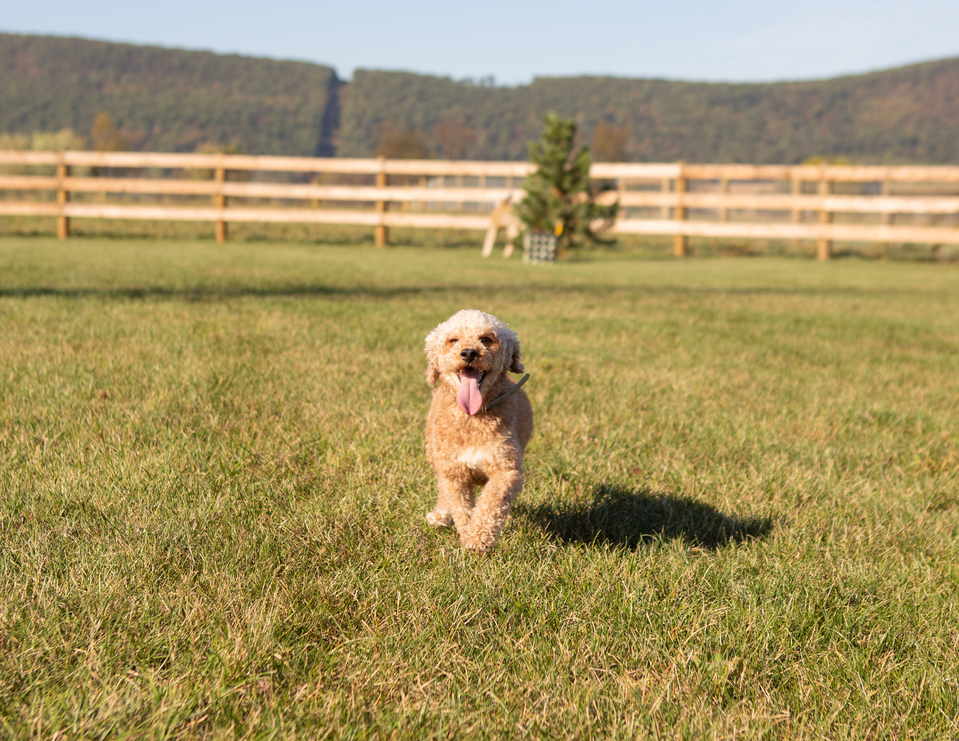 Small apricot Poodle named Glitters running happily across the pasture at Hidden Gem Puppies.
