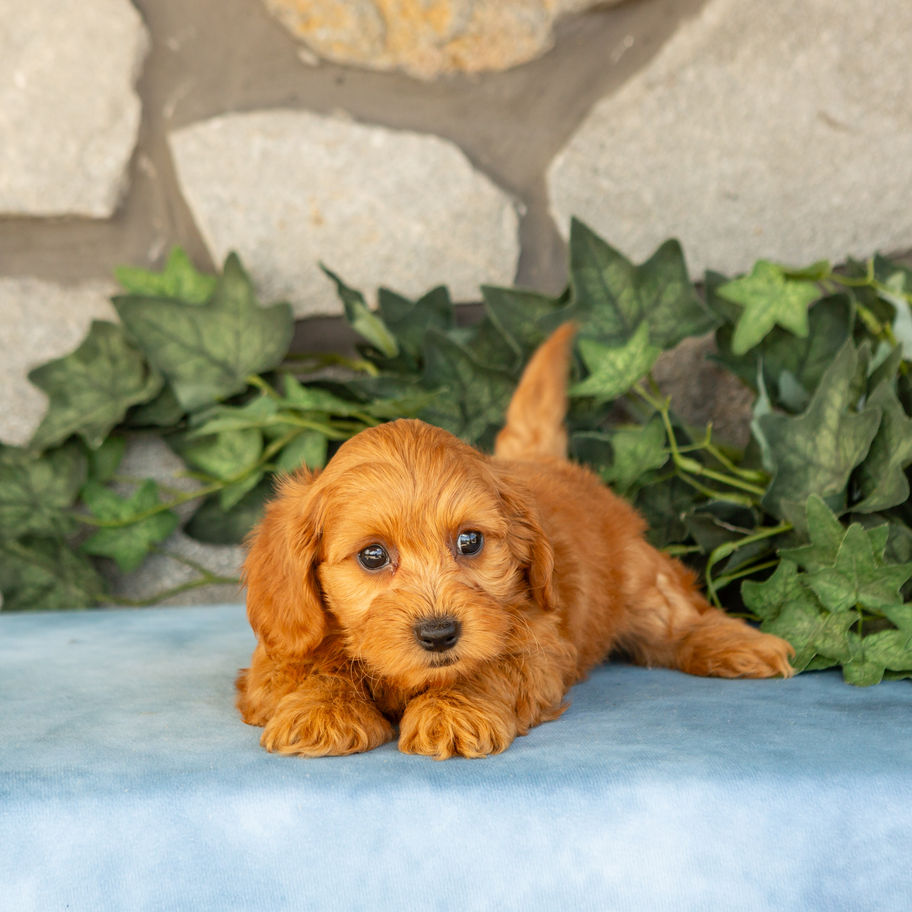 Kane, apricot male Maltipoo puppy, resting in front of greenery