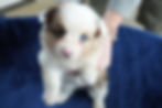 chocolate-adorable-male-pembroke-welsh-corgi-puppy-for-sale-in-pa-3.jpg