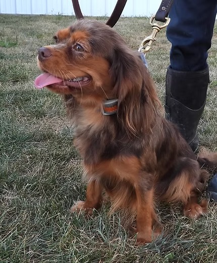 Tina, a chocolate merle Cavalier King Charles Spaniel dam at KB Goldstar Cavapoos