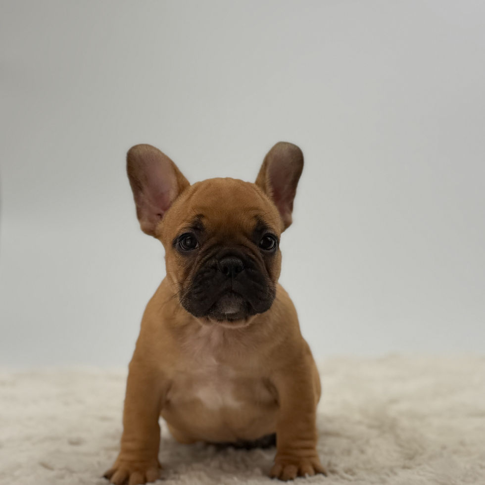 Fawn French Bulldog puppy Dustin standing and showing classic Frenchie structure
