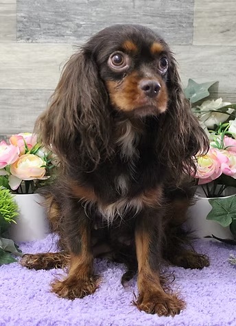 Dawn, a chocolate Cavalier King Charles Spaniel mother at KB Goldstar