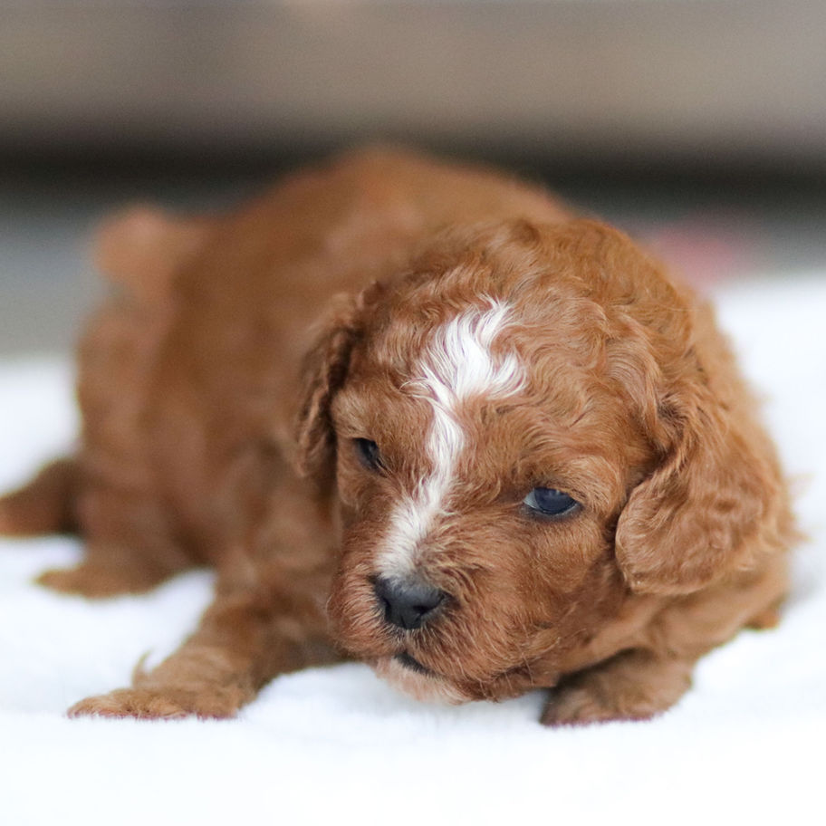 Apricot F1b Cavapoo puppy Bella resting comfortably, Cavapoo puppy for sale