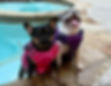 French Bulldogs with families across Ohio including Columbus and Cleveland