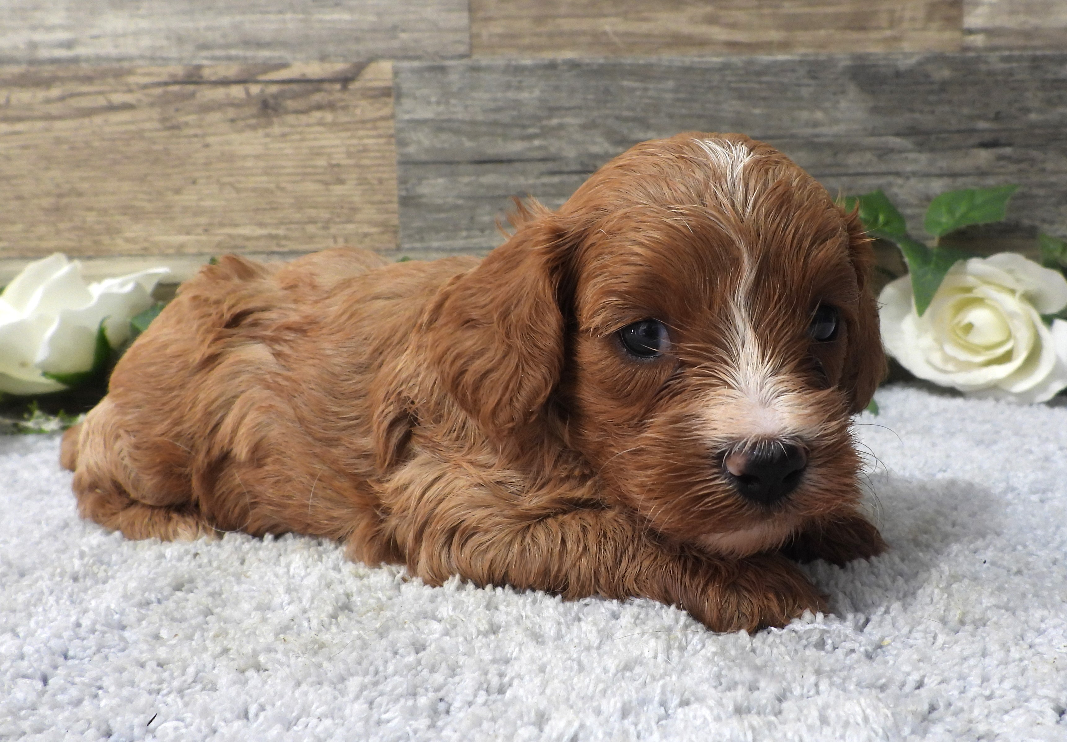 Peanut, red and white male Cavapoo puppy at KB Goldstar Cavapoos