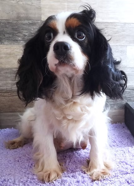 Sally, a black tri Cavalier King Charles Spaniel dam at KB Goldstar Cavapoos