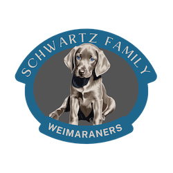 3drose Grußkarten-Set – Weimaraner Welpe Motiv, 15,2x15,2 Cm, 12 Karten Mit Umschlägen