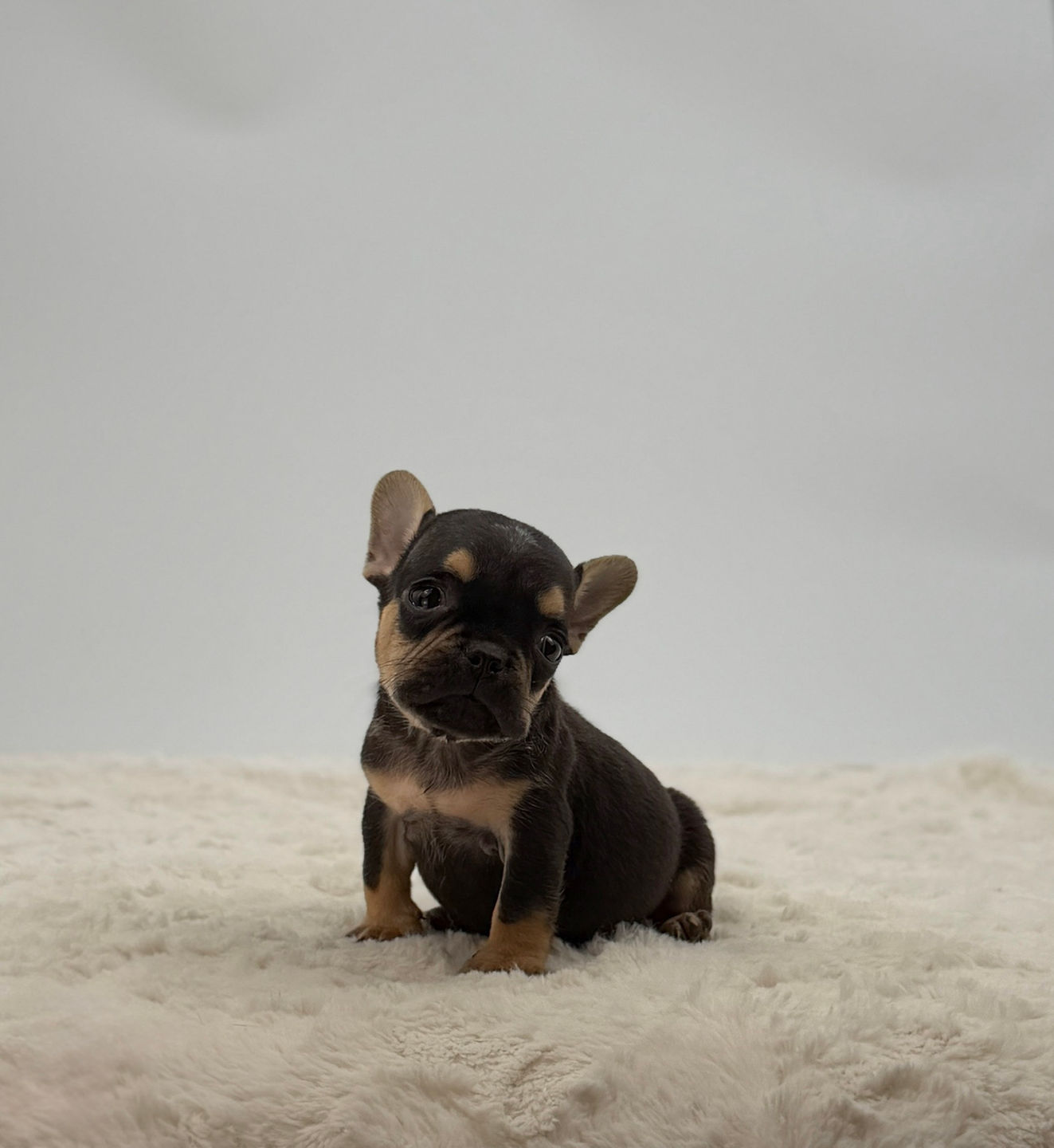 Arlo male frenchie puppy for sale in Ohio