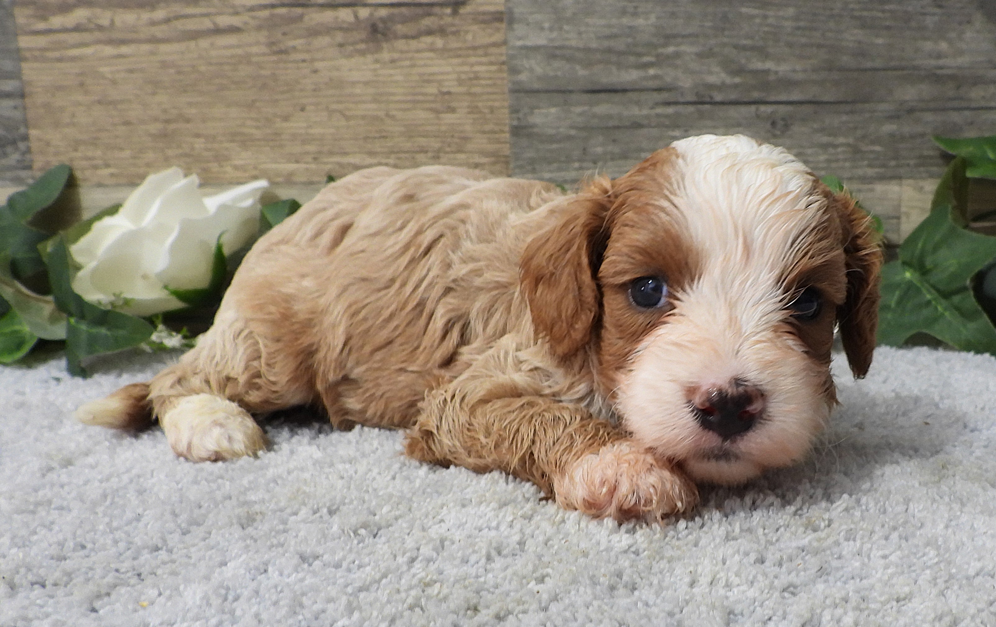 Pablo, red and white tuxedo male Cavapoo puppy at KB Goldstar Cavapoos