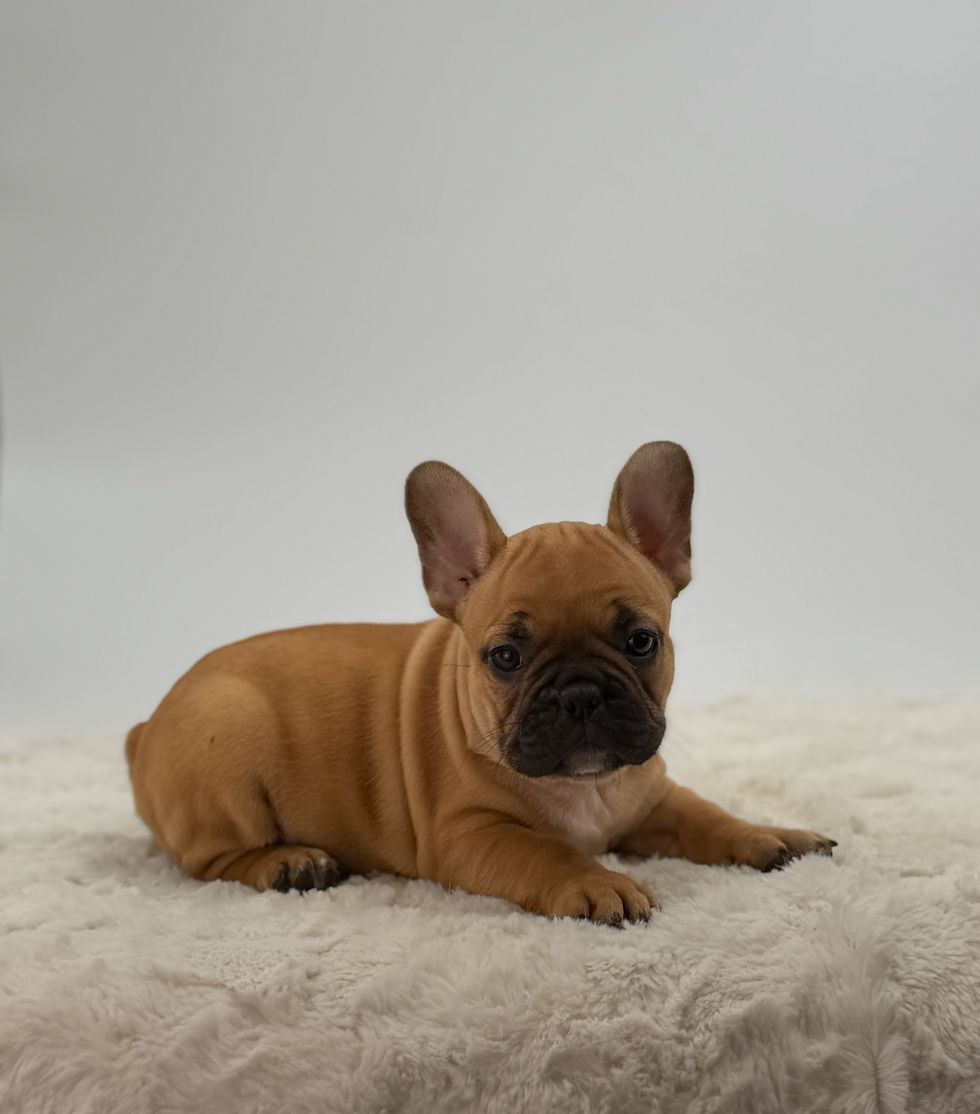 Dustin, male fawn French Bulldog puppy for sale in Ohio