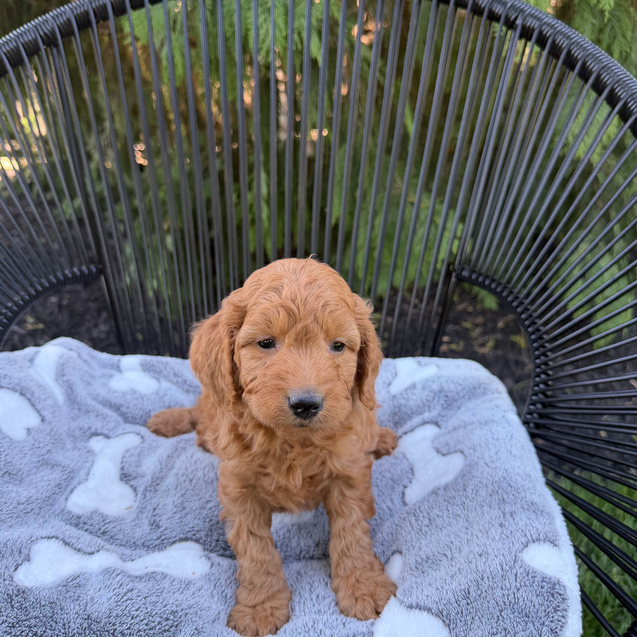 Asher mini goldendoodle puppy for sale in central PA