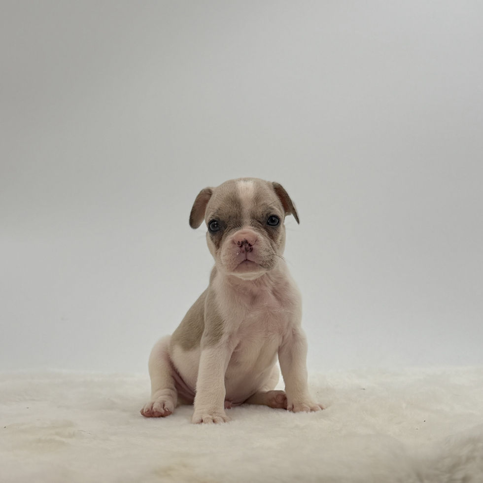 Rolex, male French Bulldog puppy from Czar Frenchies in Ohio