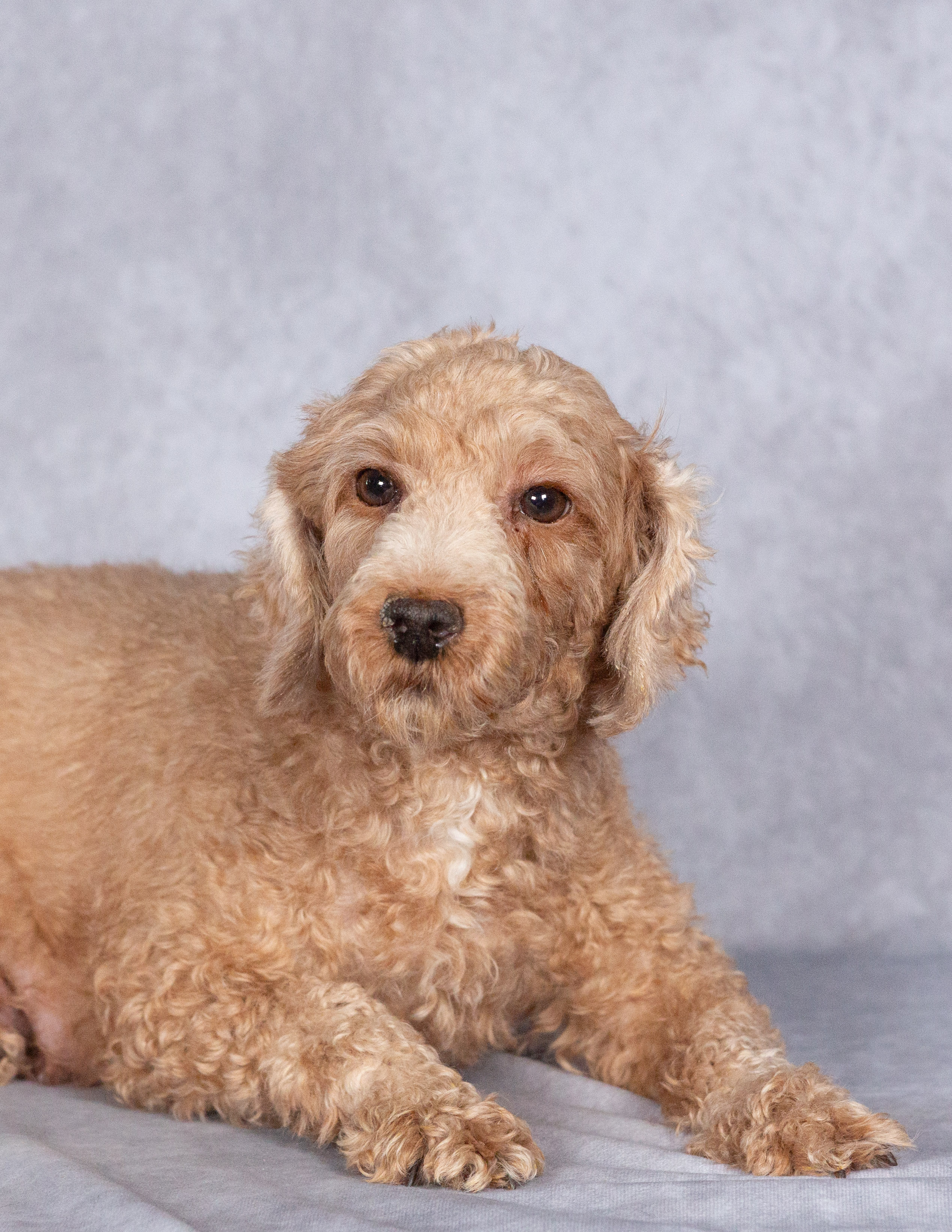 Miniature poodle Rose from Hidden Gem Puppies