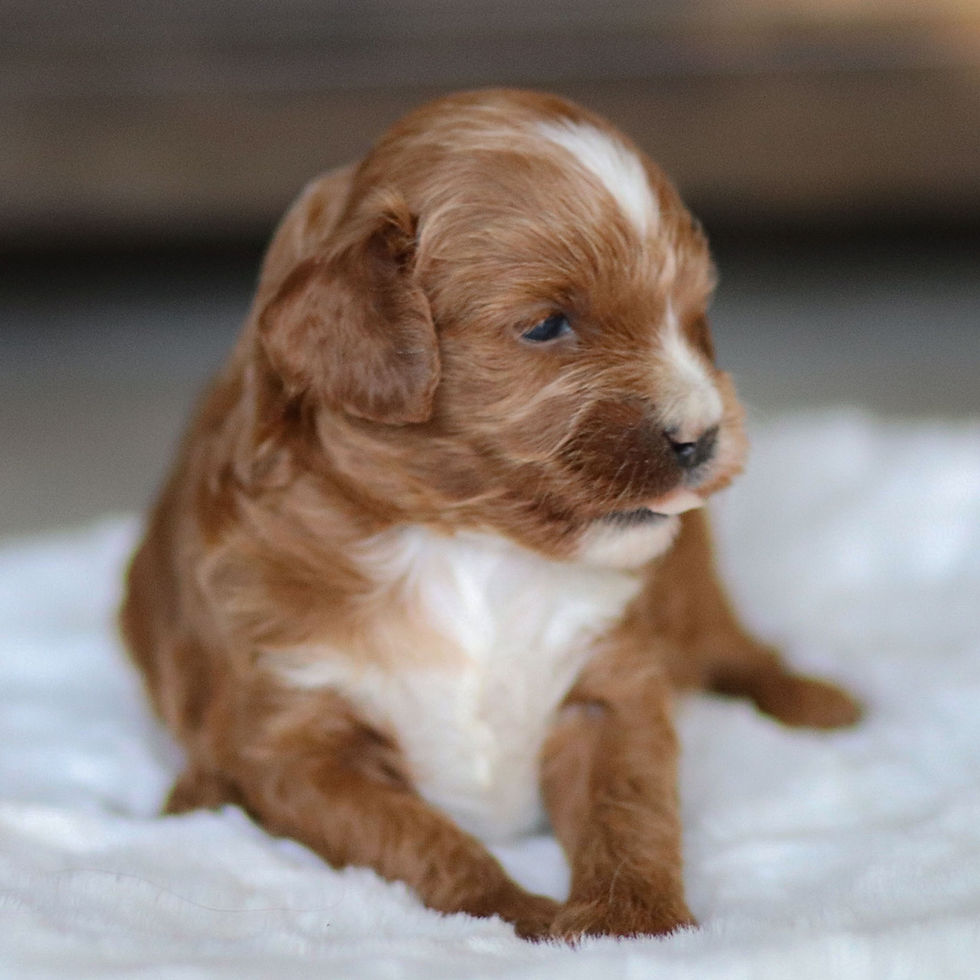Apricot F1b Cavapoo male puppy Max sitting on a soft blanket indoors