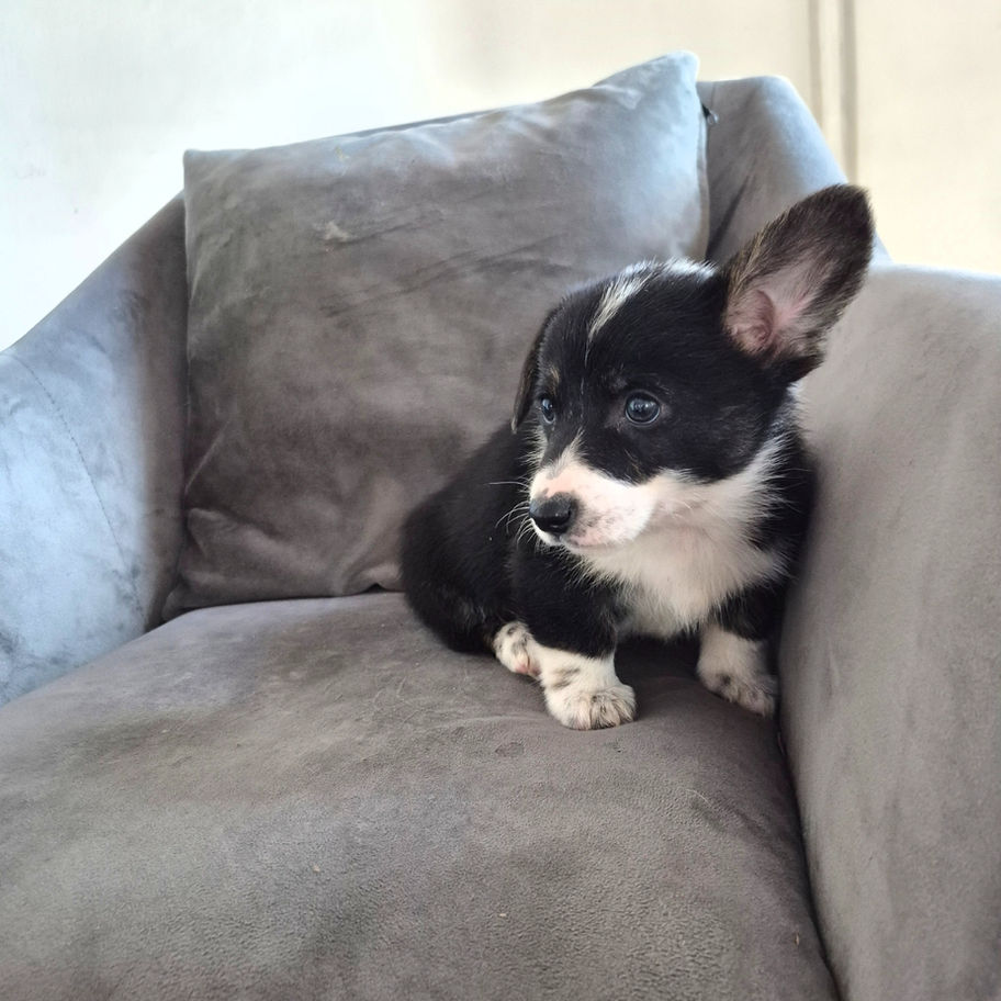 Jeremy tri color male Pembroke Welsh Corgi puppy sitting on couch – adorable family raised Corgi puppy