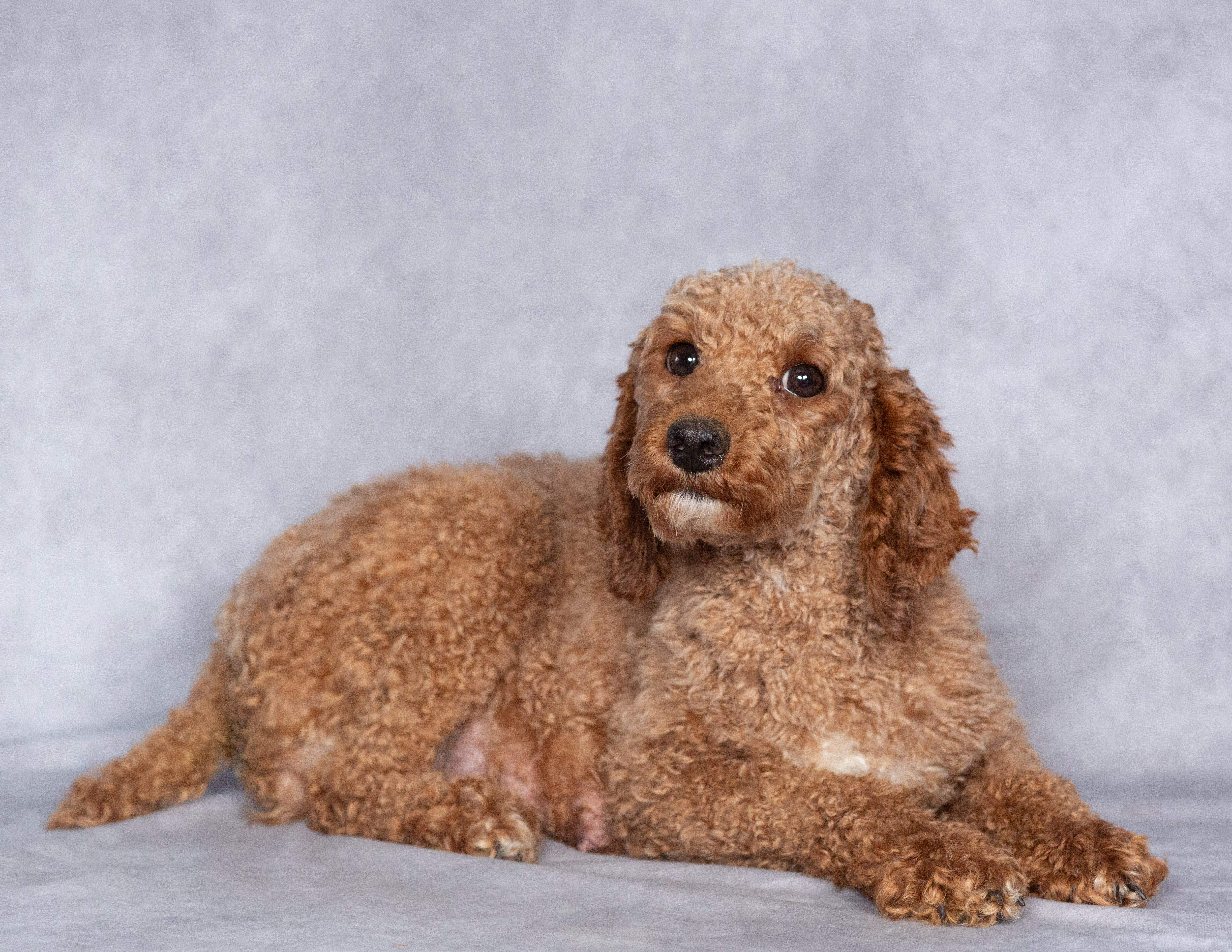 Autumn female poodle at hidden gem puppies.jpg