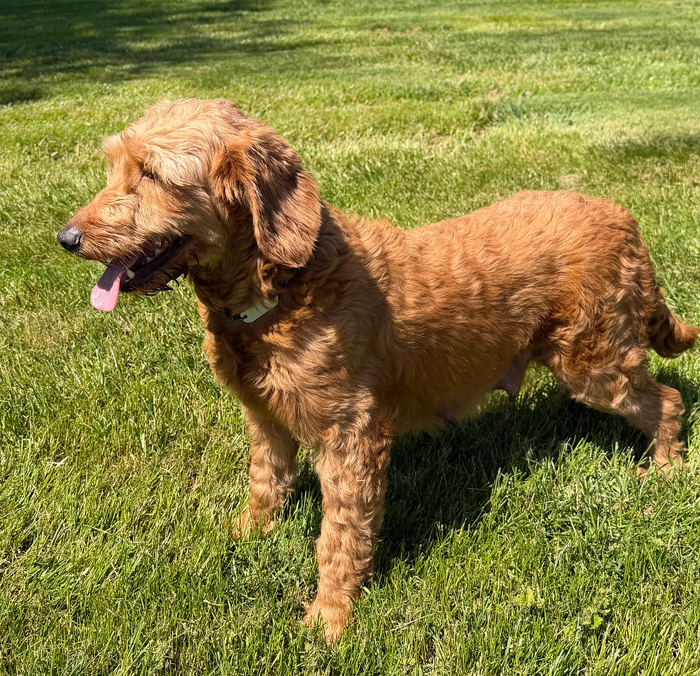 Lori F1 Goldendoodle 32lbs from Willow Meadow Doodles in PA.jpg