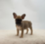 Frenchie puppy ready to go home in OH