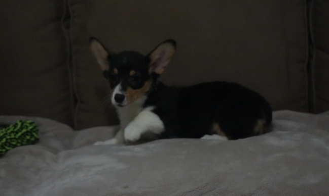 Tri-color female corgi puppy Sierra standing on couch