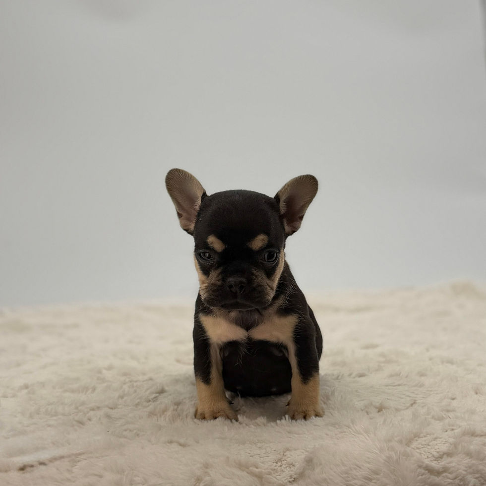 Family raised black and tan French Bulldog puppy Abby available now Ohio