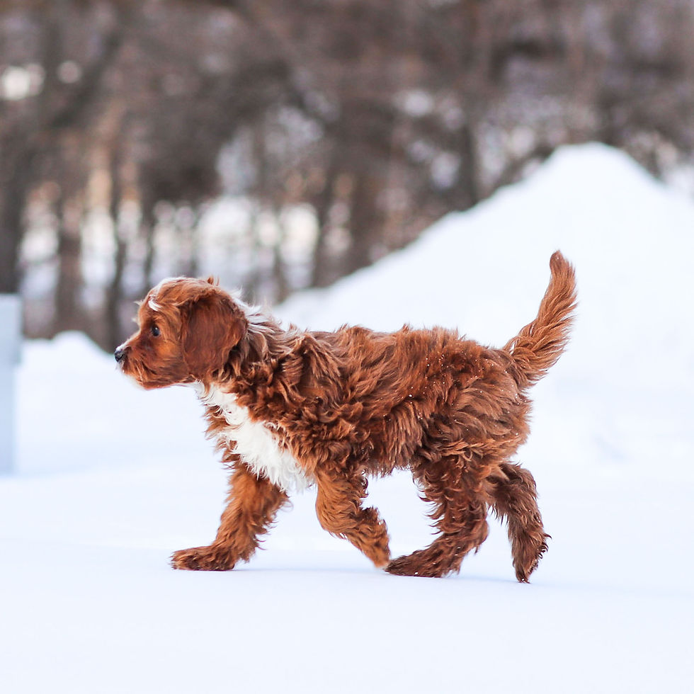 Max F1b Cavapoo puppy for sale in Honey Brook PA running through the snow looking for his forever home