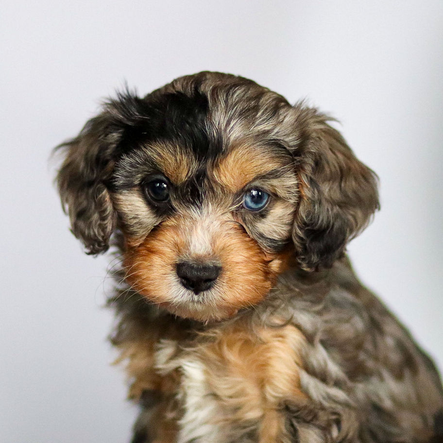 Female blue merle Cavapoo puppy Joy posed for breeder listing ready for her forever home in PA