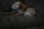 Female weimaraner puppy for sale in Jonestown PA