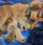 Weimaraner puppies with their mom