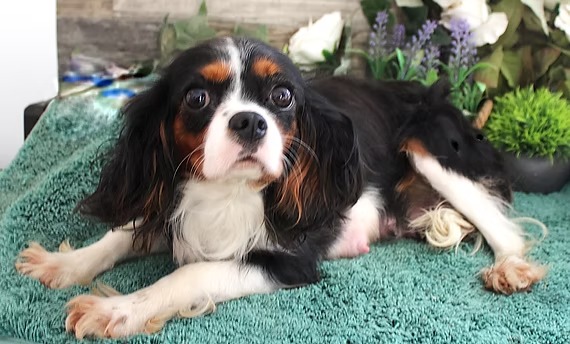 Suzy, a black tri Cavalier King Charles Spaniel dam at KB Goldstar Cavapoos