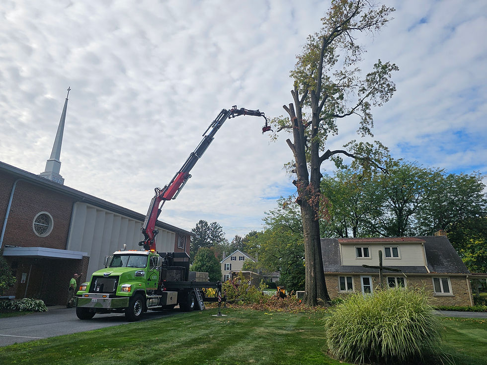 Crane removing a large tree during professional tree removal service in Lancaster PA